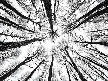 Forest Sky Wooden Jigsaw Puzzle